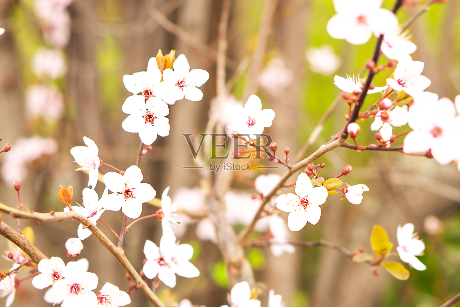 选择性聚焦美丽的粉红色樱花盛开。春天的背景洋红色的花。照片摄影图片