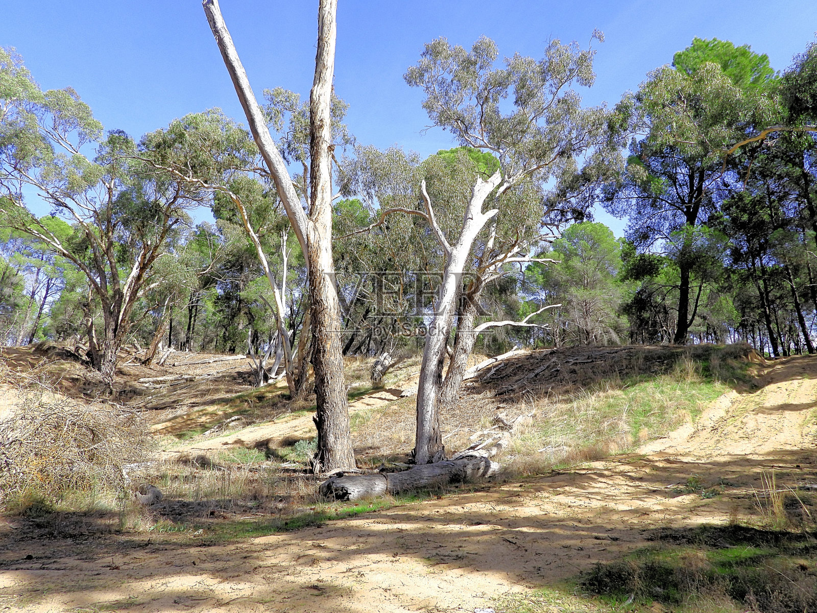 莫里谷国家公园，莫伊拉，新南威尔士，澳大利亚照片摄影图片