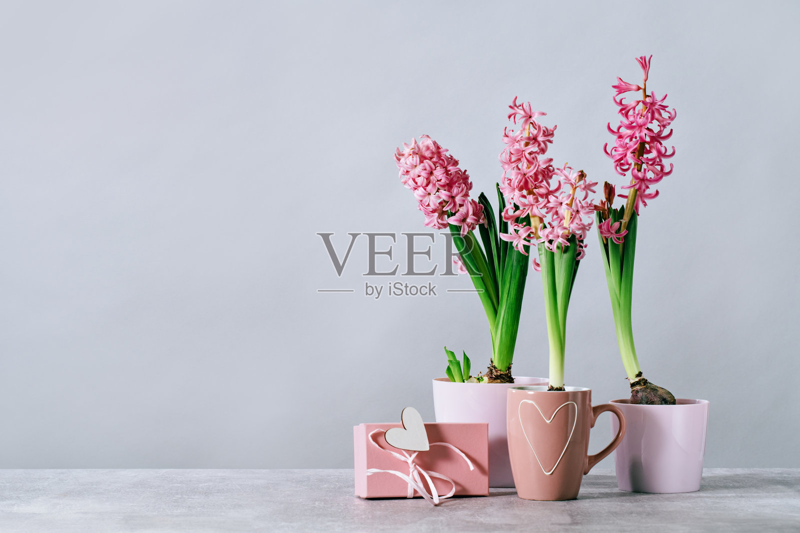 粉红色的风信子盆栽春天花在家里粉红色礼盒照片摄影图片