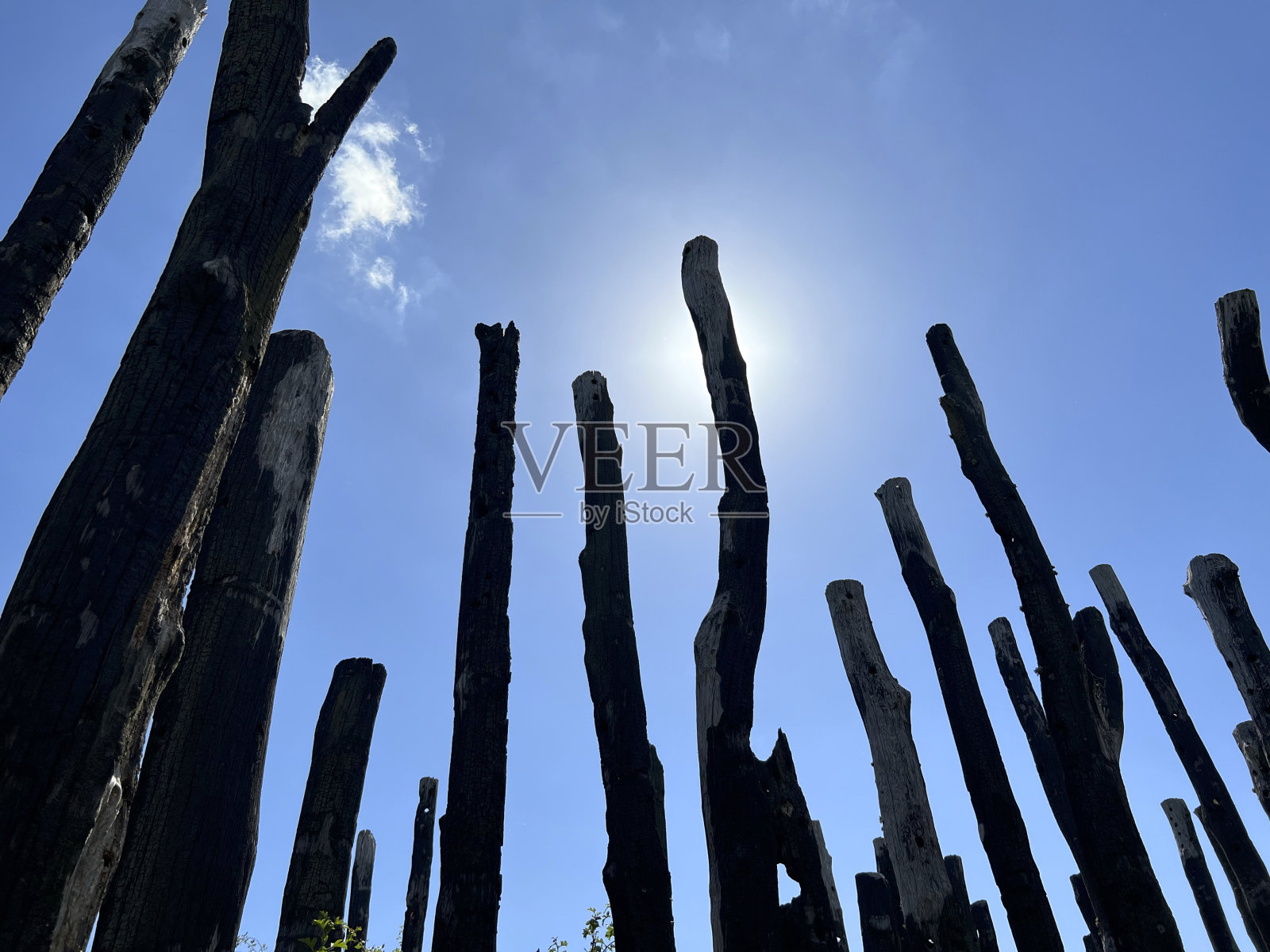 烧毁的树干照片摄影图片