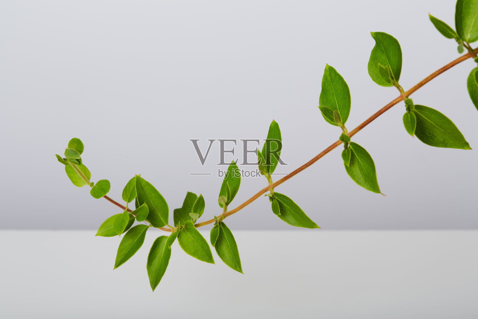 爬山虎蔓生植物爬山虎在白色的背景照片摄影图片