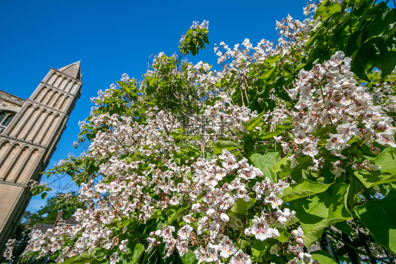 英国肯特郡梅德韦市罗切斯特大教堂附近的梓树照片摄影图片