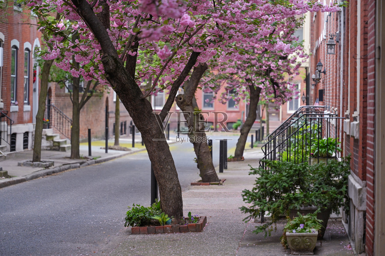 费城的春天照片摄影图片