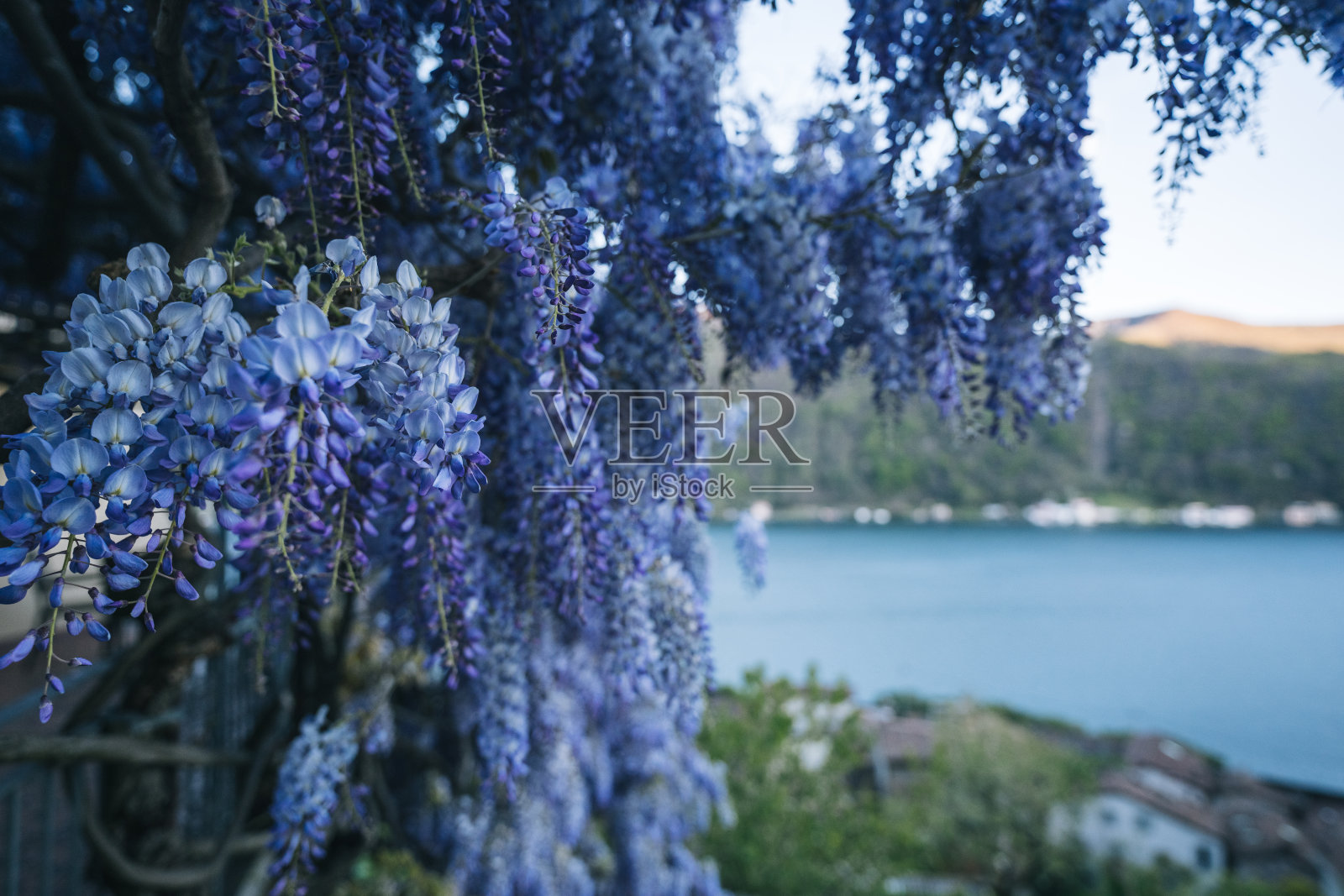 紫藤丛长在建筑物上照片摄影图片