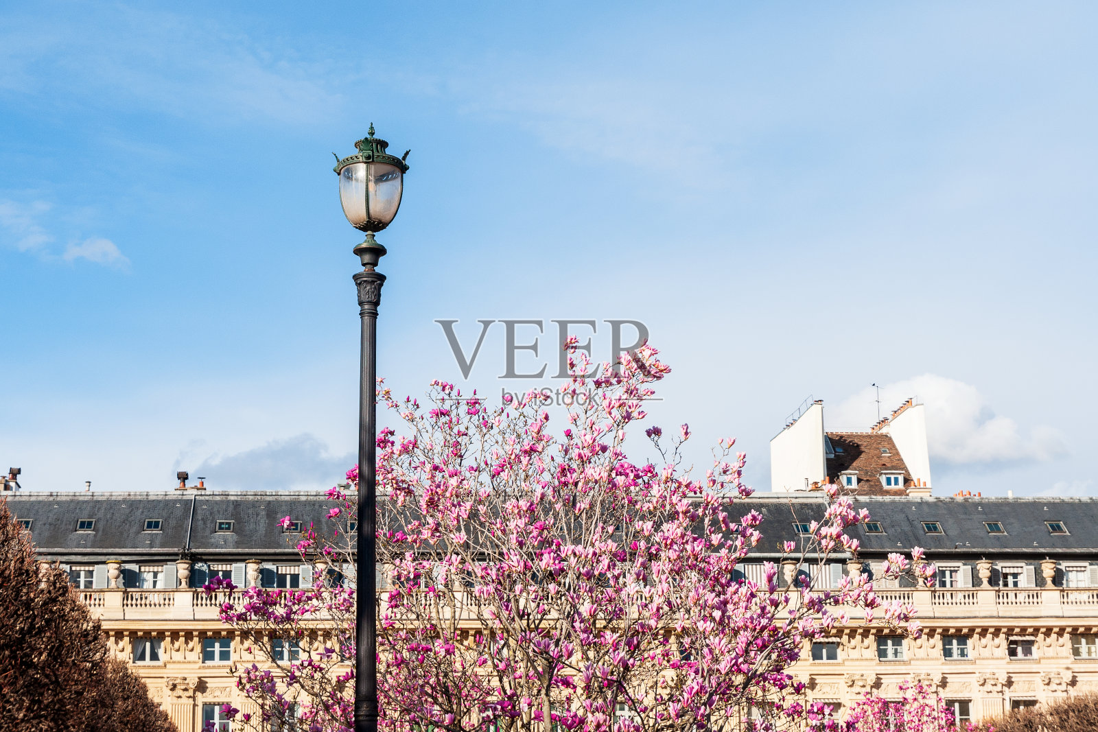 在皇宫的白玉兰照片摄影图片