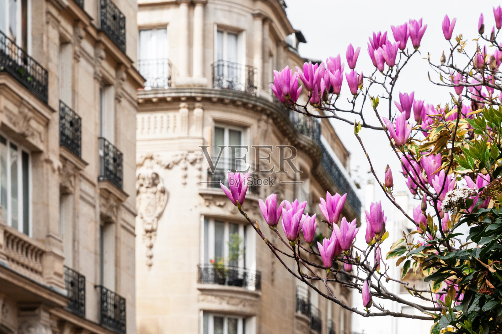 巴黎风格的建筑立面上有木兰花照片摄影图片