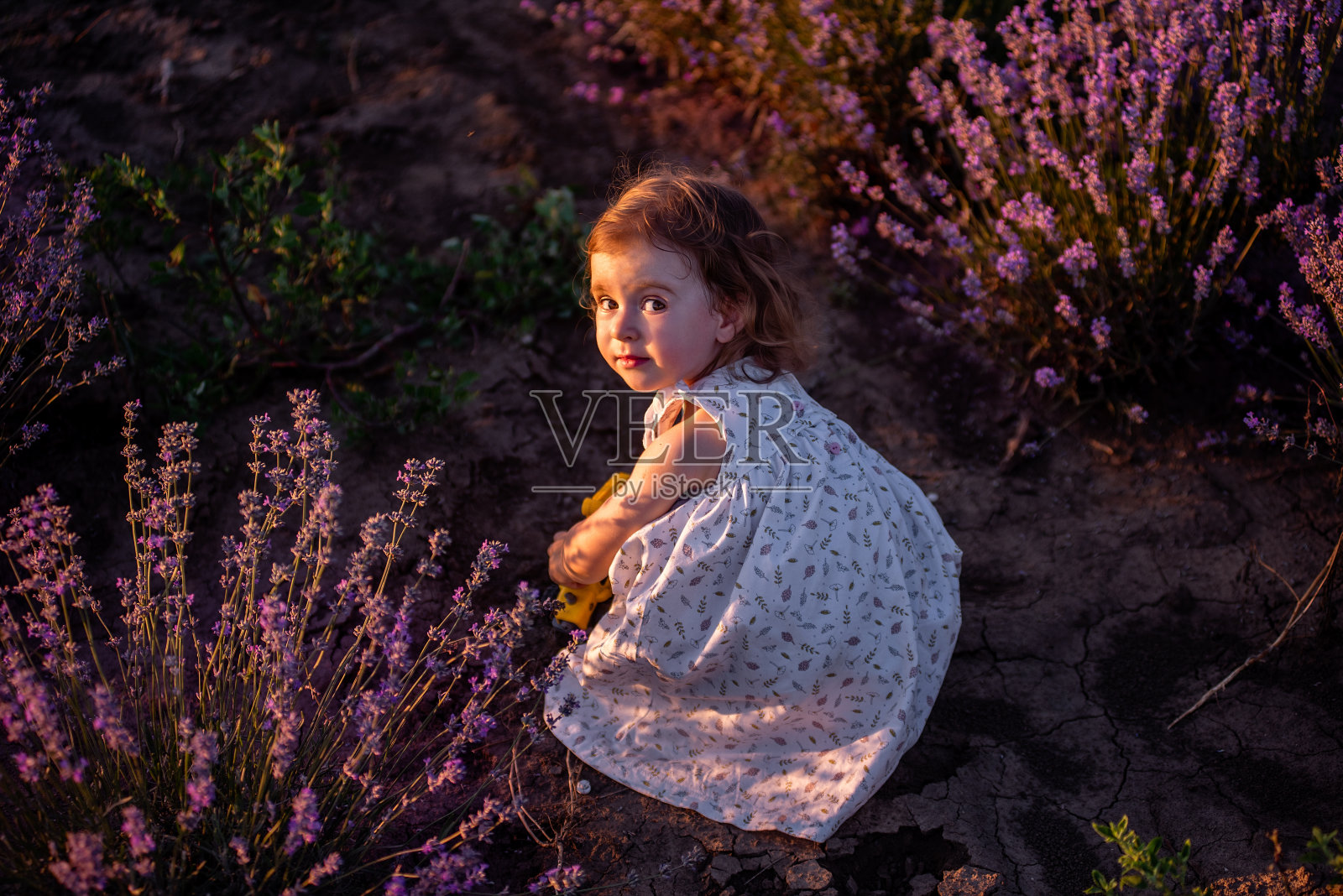 穿着花裙的小女孩在田野里的紫色薰衣草丛中奔跑。孩子在挖土照片摄影图片