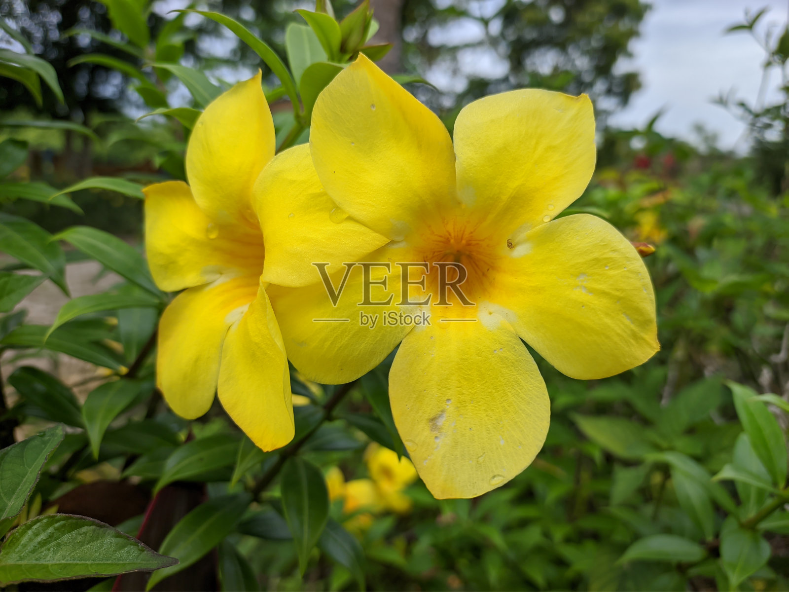 早晨的Alamanda花(Allamanda cathartica)照片摄影图片