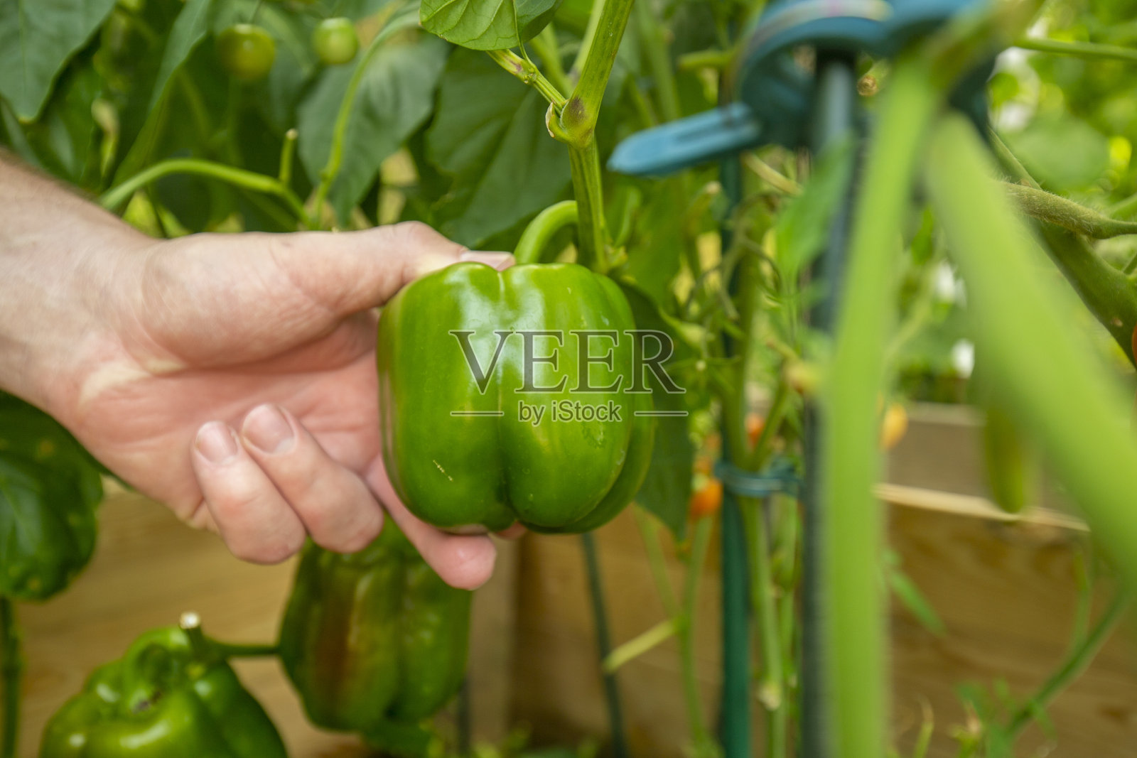 甜椒。一个人在花园里摘蔬菜。手从灌木丛中采摘成熟的青椒。农业和园艺的概念照片摄影图片