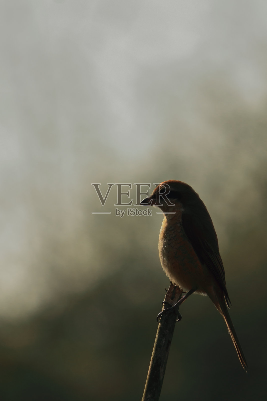 栖息在树枝上的褐伯劳鸟，因其进食习惯也被称为屠夫鸟照片摄影图片