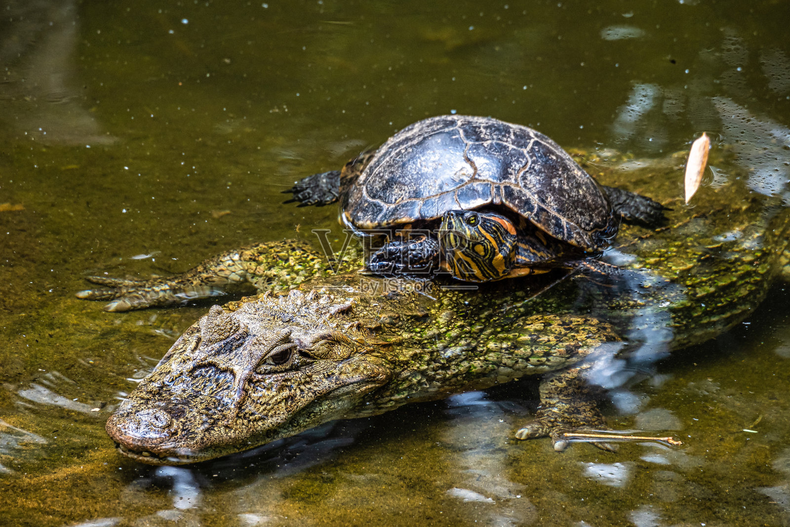 巴西巴拉那州伊瓜苏国家公园里的宽嘴凯门鳄照片摄影图片