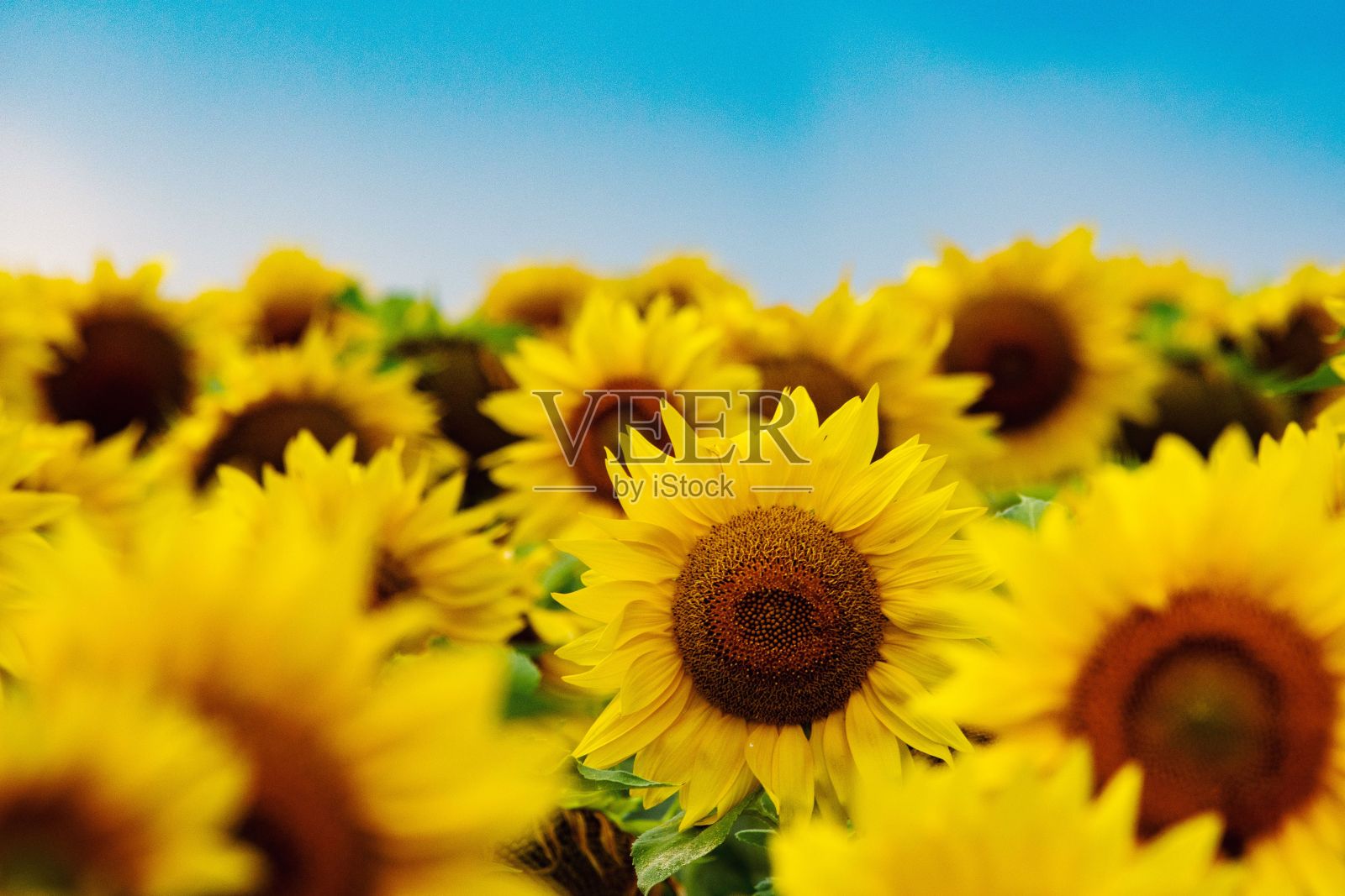 一片向日葵地，背景是蓝天照片摄影图片