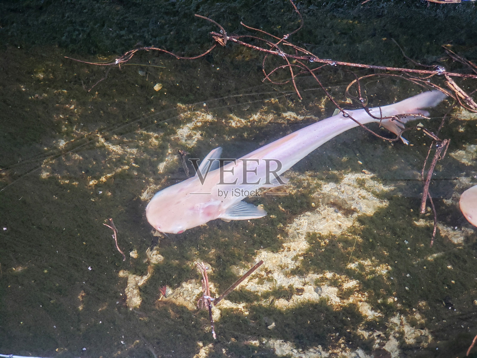 白化鲶鱼照片摄影图片