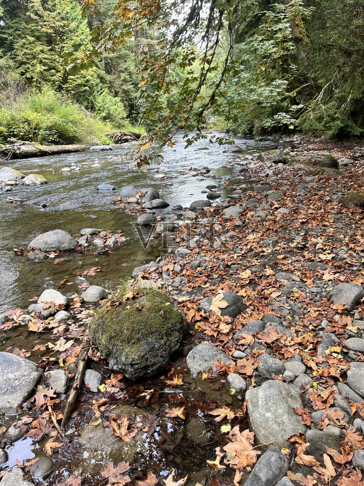 秋天的河边照片摄影图片