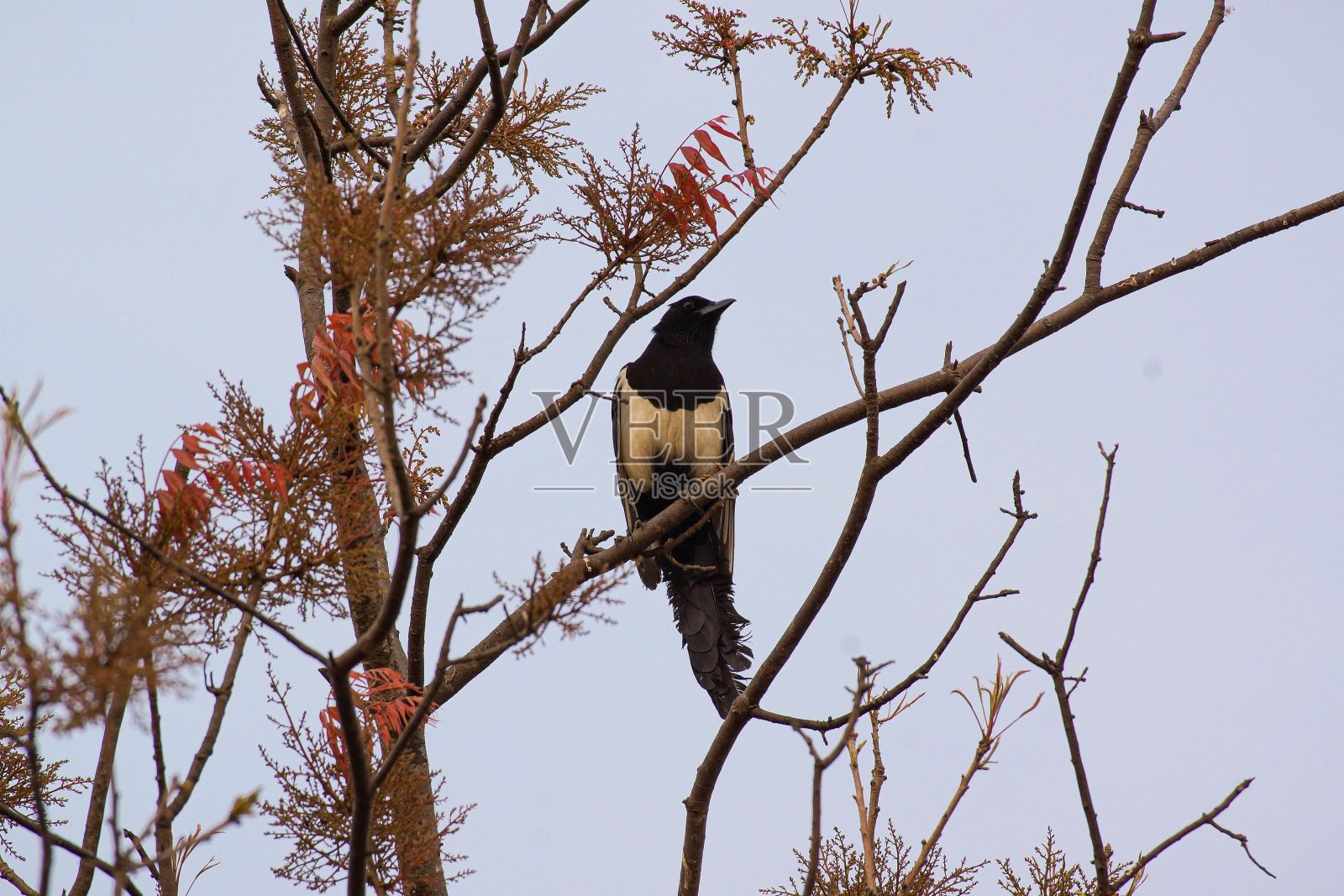喜鹊栖息在树枝上照片摄影图片