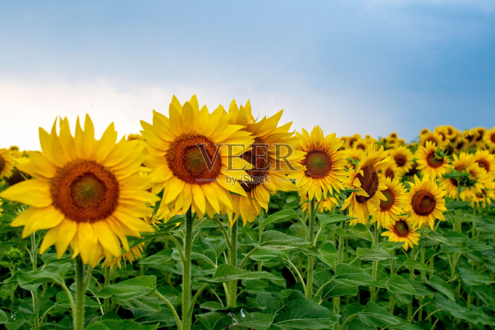 向日葵在田野里映着天空照片摄影图片