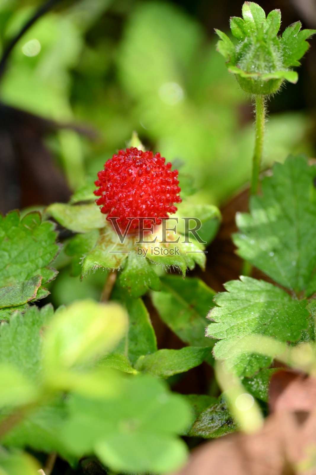 特写的森林红樱桃与绿叶生长在农场软焦点自然绿棕色的背景。照片摄影图片