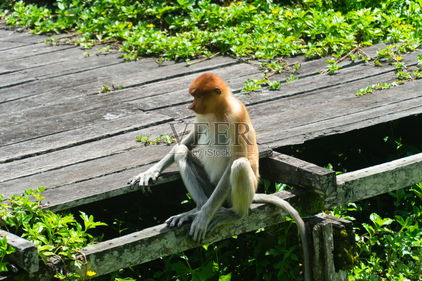 婆罗洲的长鼻猴。马来西亚。照片摄影图片