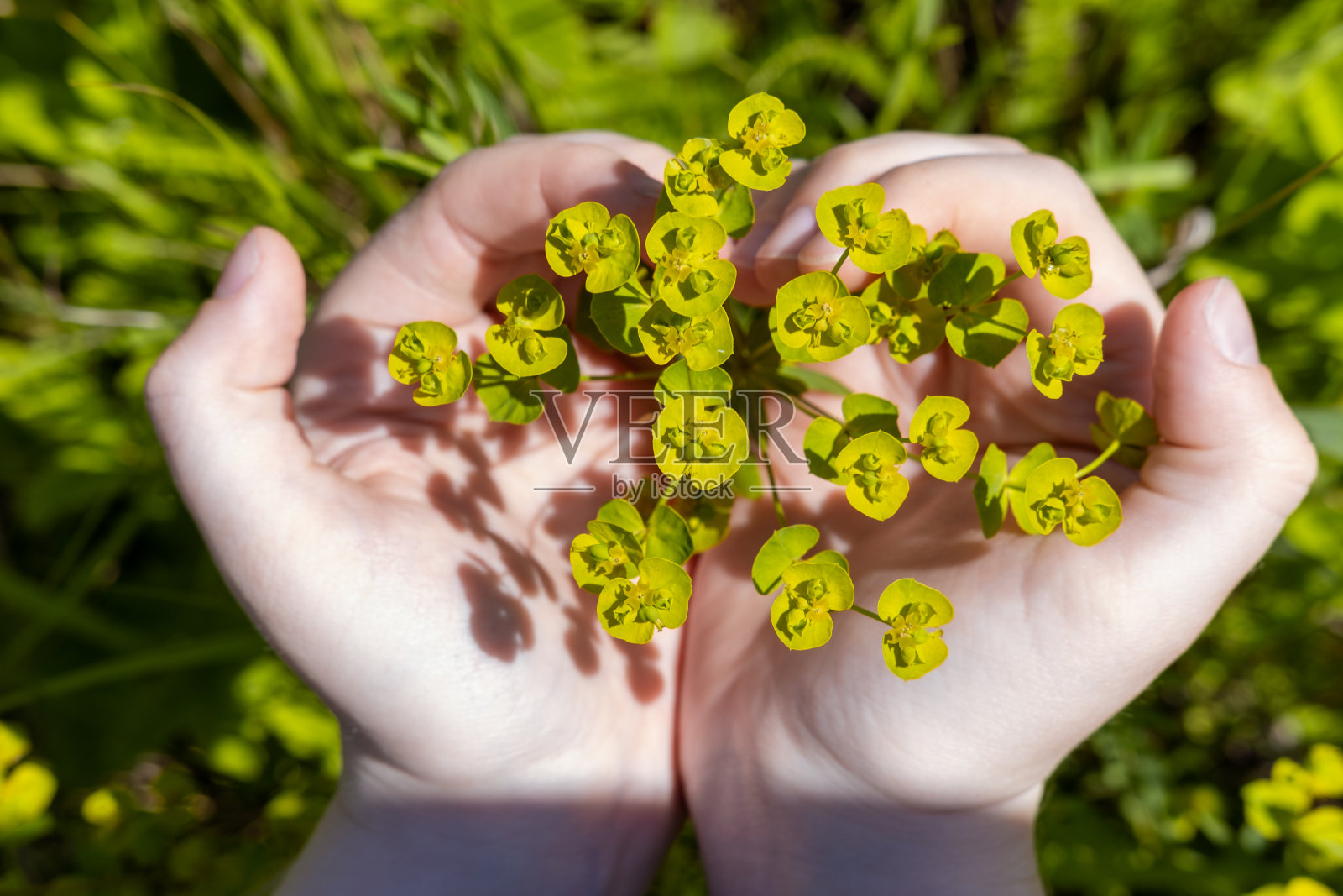 女子的掌心捧着一朵绿色的花，在草地上绽放，展现着田园生活、养生的理念照片摄影图片