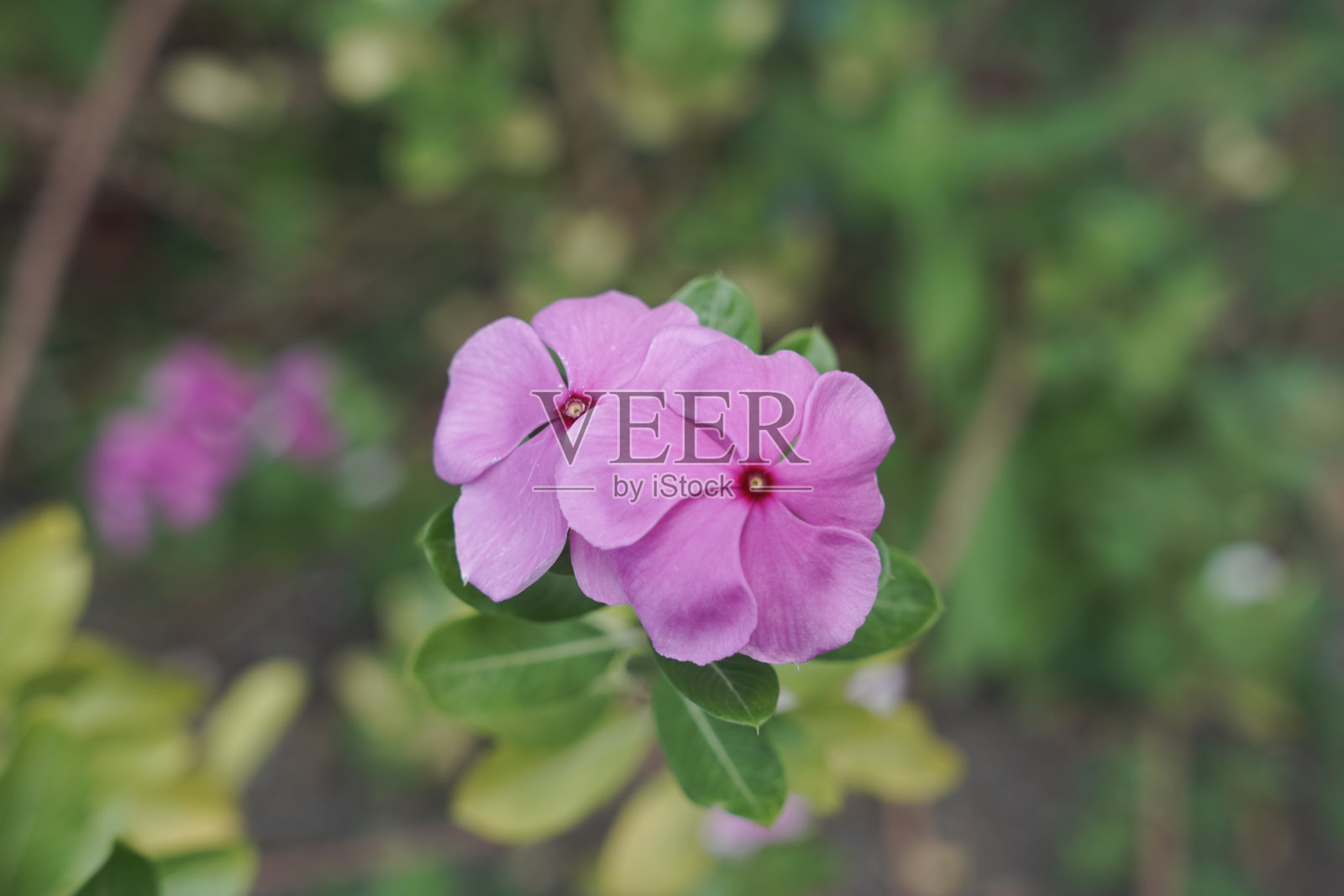 院子里开着粉红色的花照片摄影图片