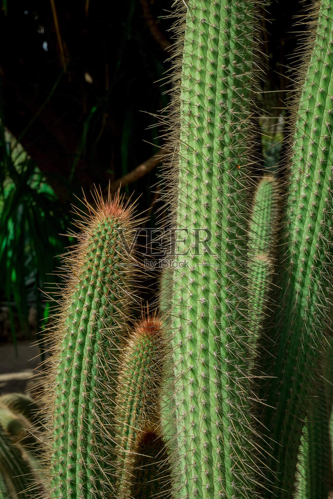 花园里罕见的仙人掌植物照片摄影图片