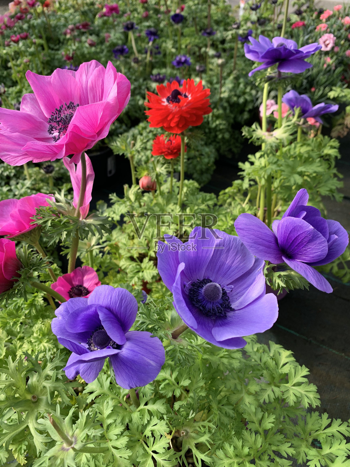 银莲花，冠状花。照片摄影图片