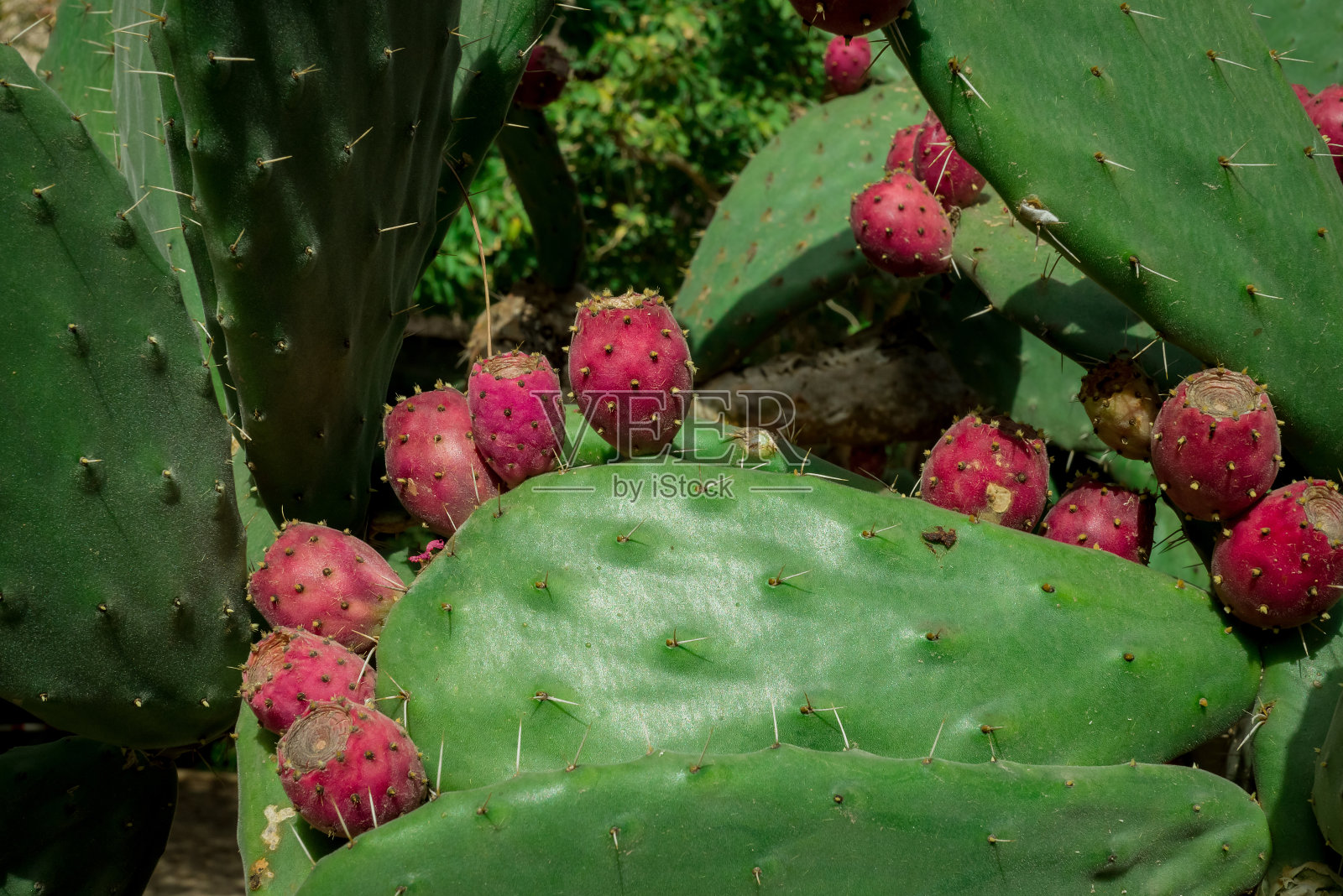 花园里罕见的仙人掌植物照片摄影图片