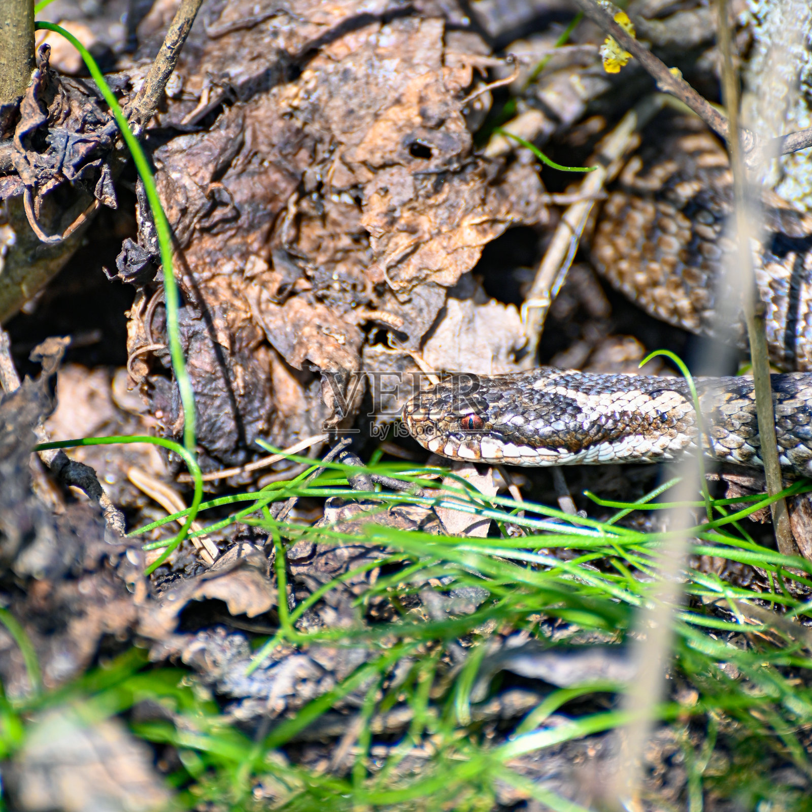 欧洲常见的锯齿形蝰蛇照片摄影图片