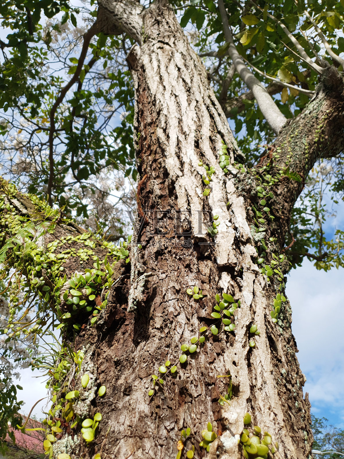 树皮照片摄影图片
