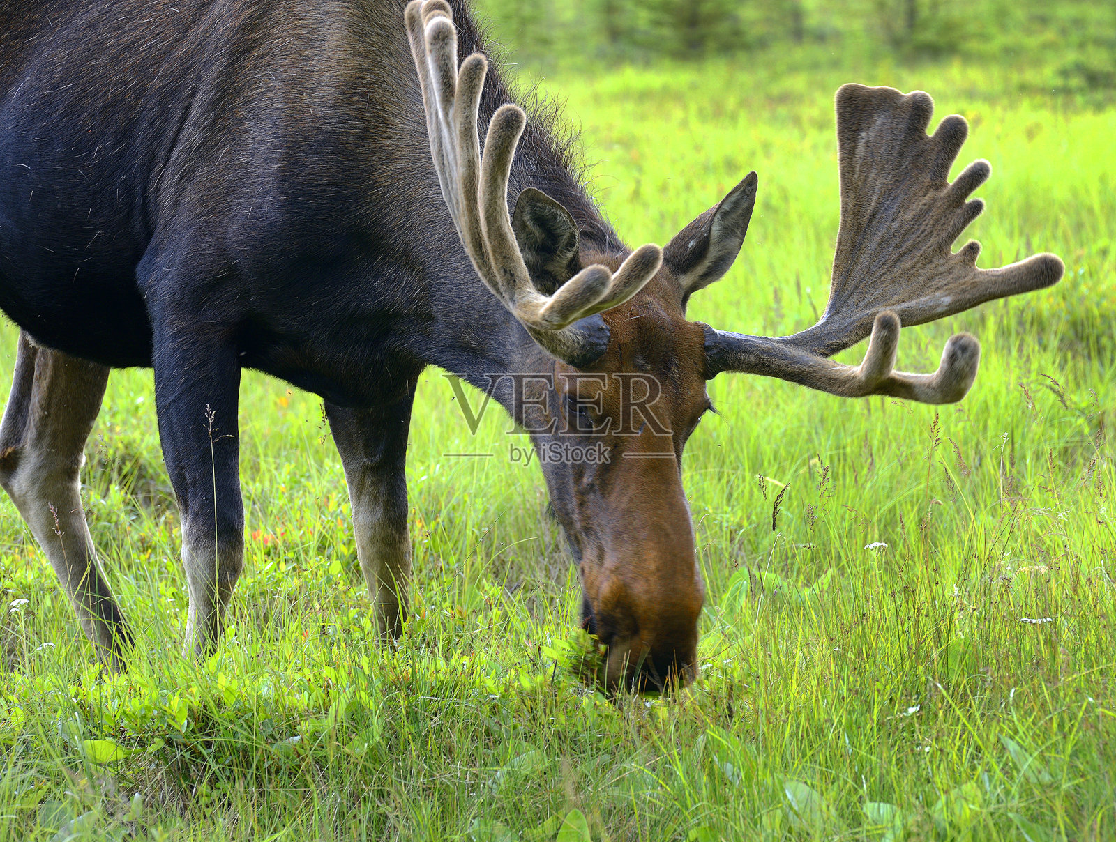 加拿大育空地区——阿拉斯加公路附近的雄性驼鹿照片摄影图片