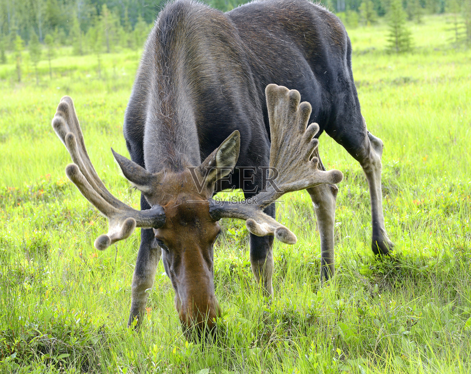 加拿大育空地区——阿拉斯加公路附近的雄性驼鹿照片摄影图片