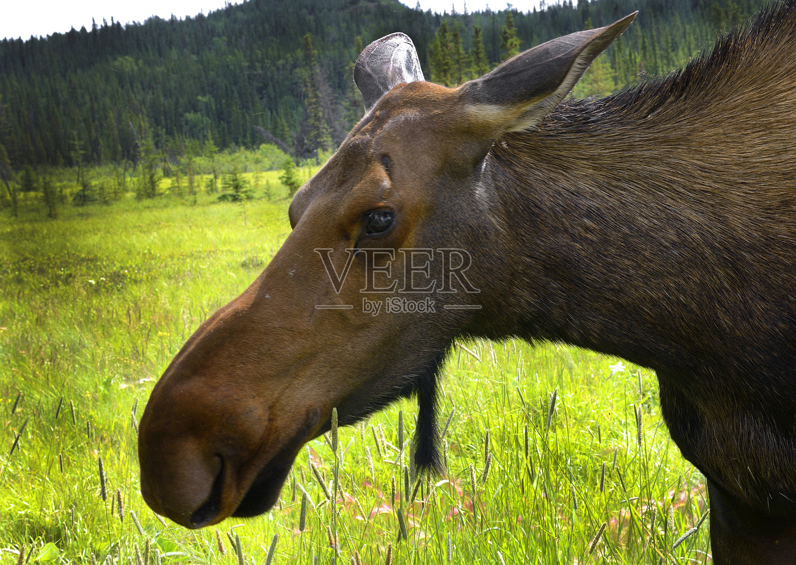 加拿大育空地区。母驼鹿看镜头的特写照片摄影图片