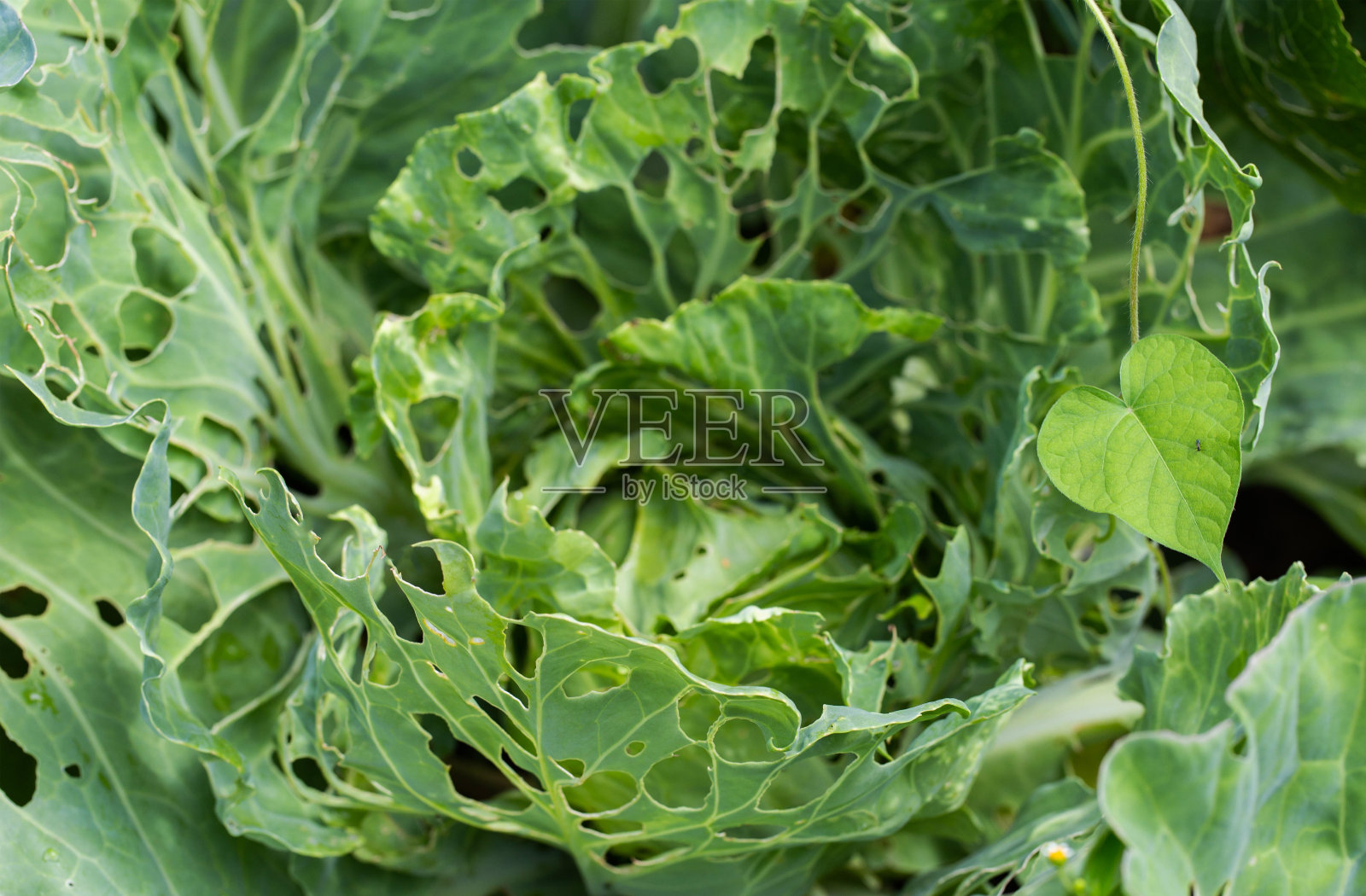 卷心菜的叶子在花园里打洞。害虫是产卵的卷心菜蝴蝶和吃卷心菜叶子的害虫毛虫。照片摄影图片