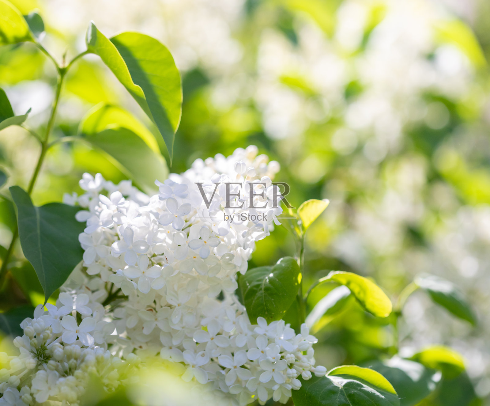 美丽的阳光迷离的春天绿叶背景与盛开的白色丁香枝在前景。照片摄影图片