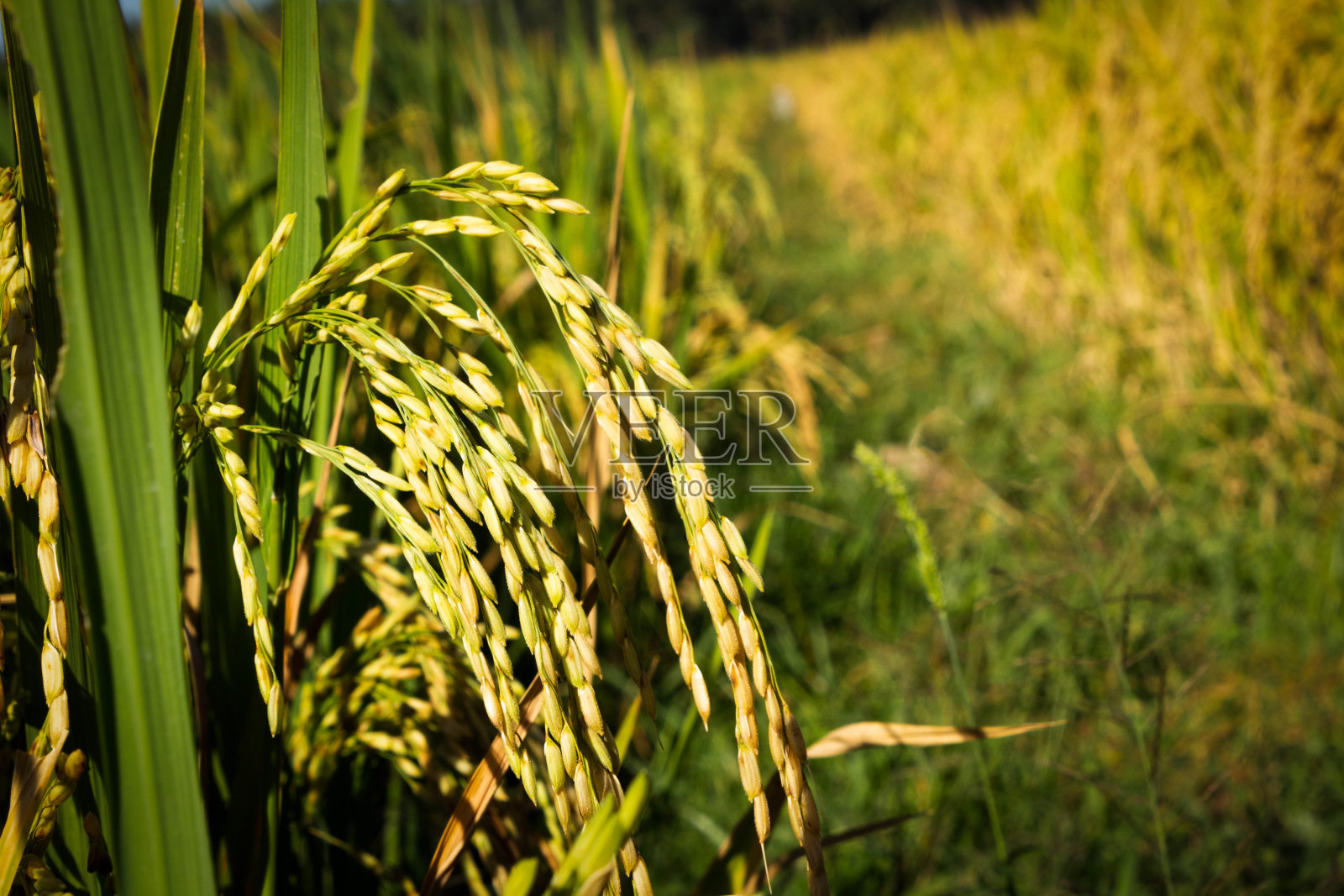 稻子在地里等待收割。有选择性的重点照片摄影图片