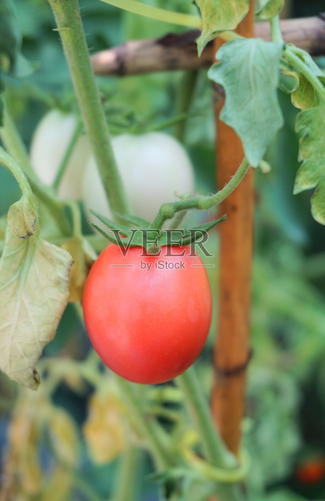 番茄特写，农业背景照片摄影图片