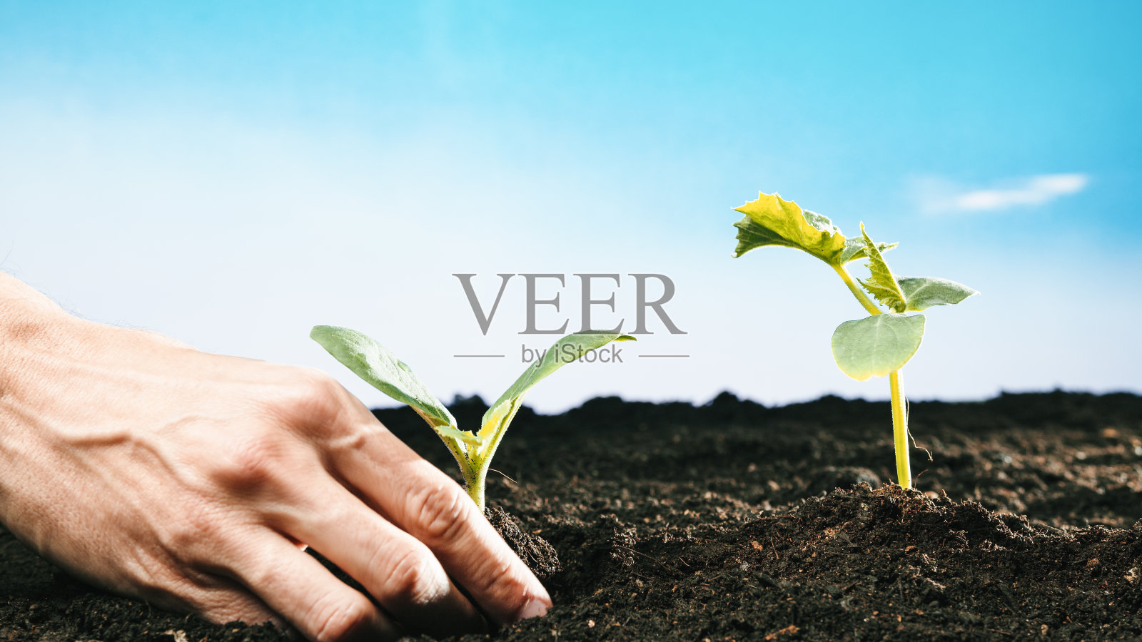 在花园室外的植物中放入土壤照片摄影图片