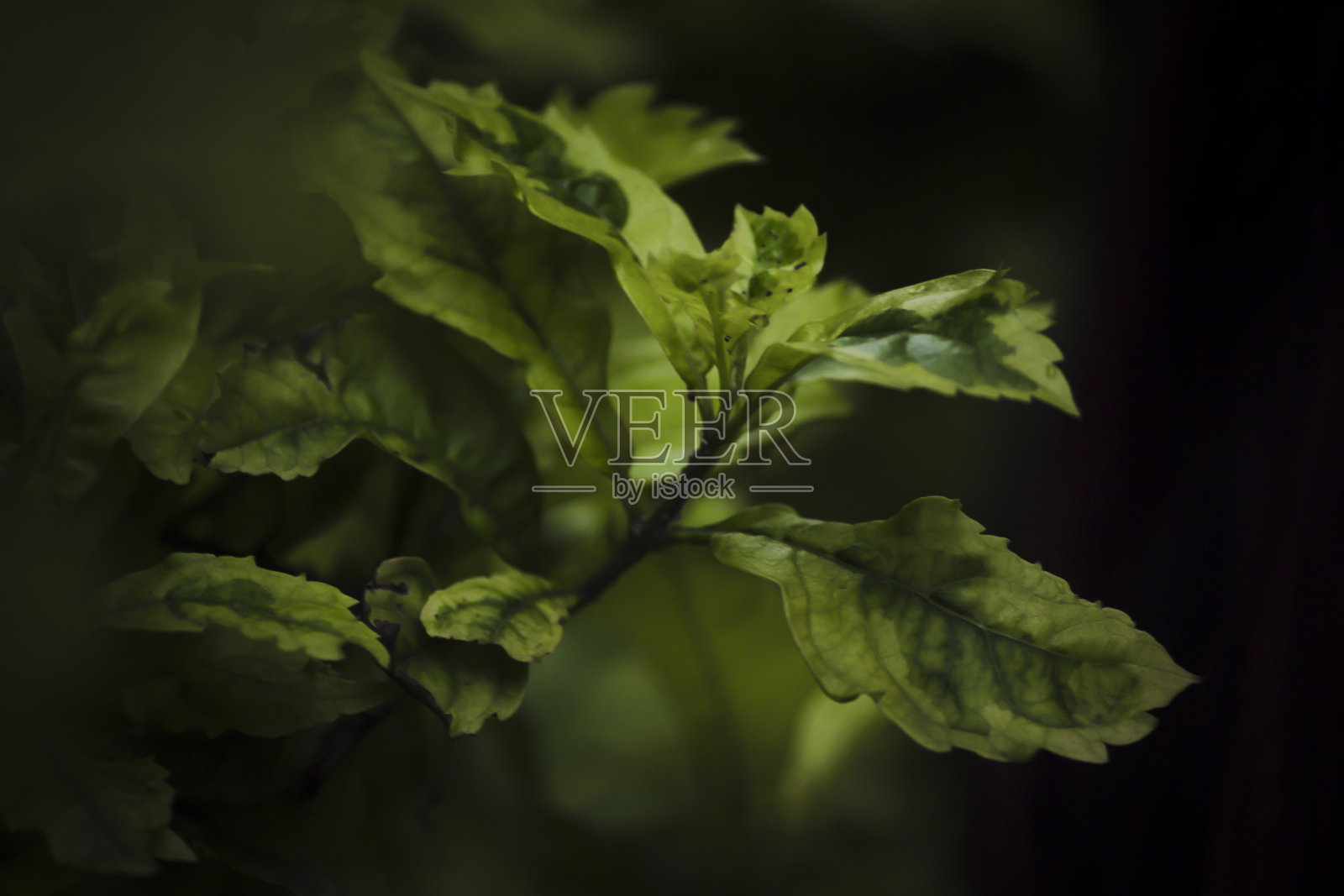 亚洲绿色家庭植物的特写镜头照片摄影图片