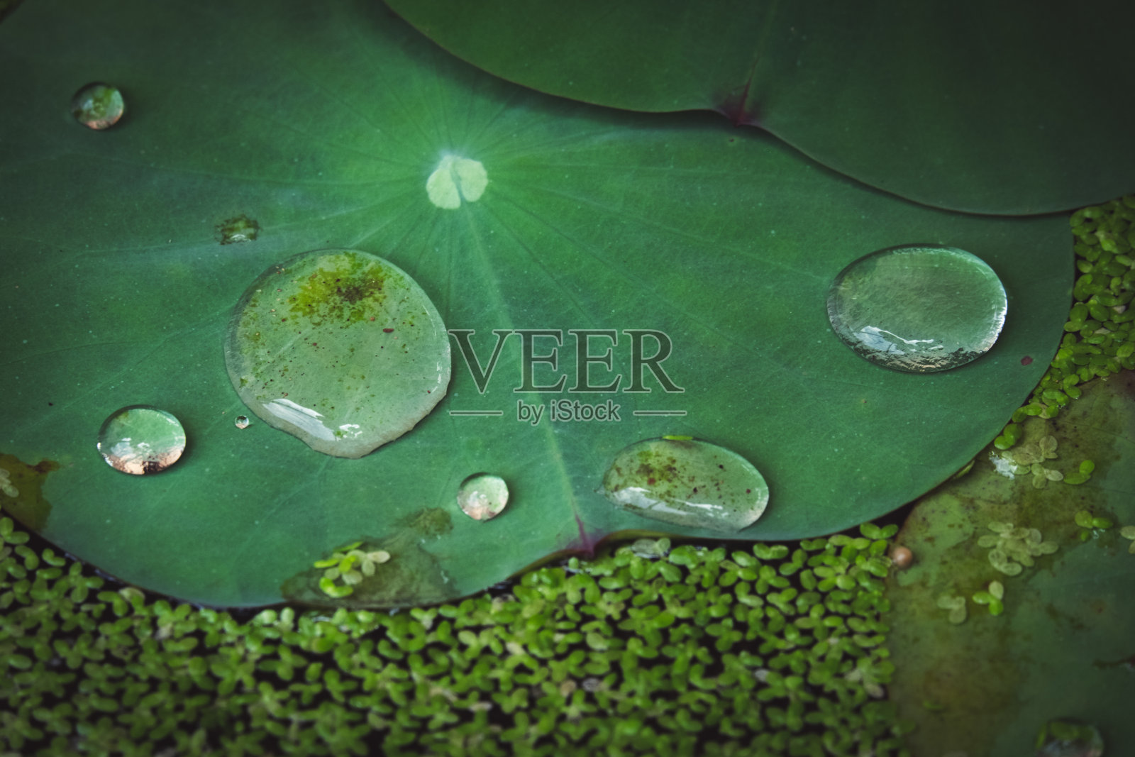 荷叶照片摄影图片