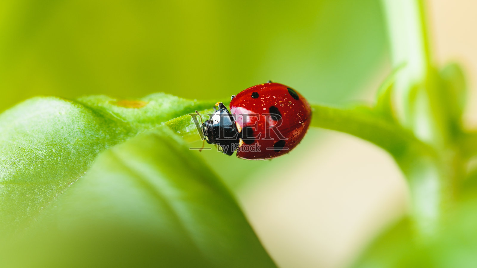 罗勒叶下的瓢虫照片摄影图片