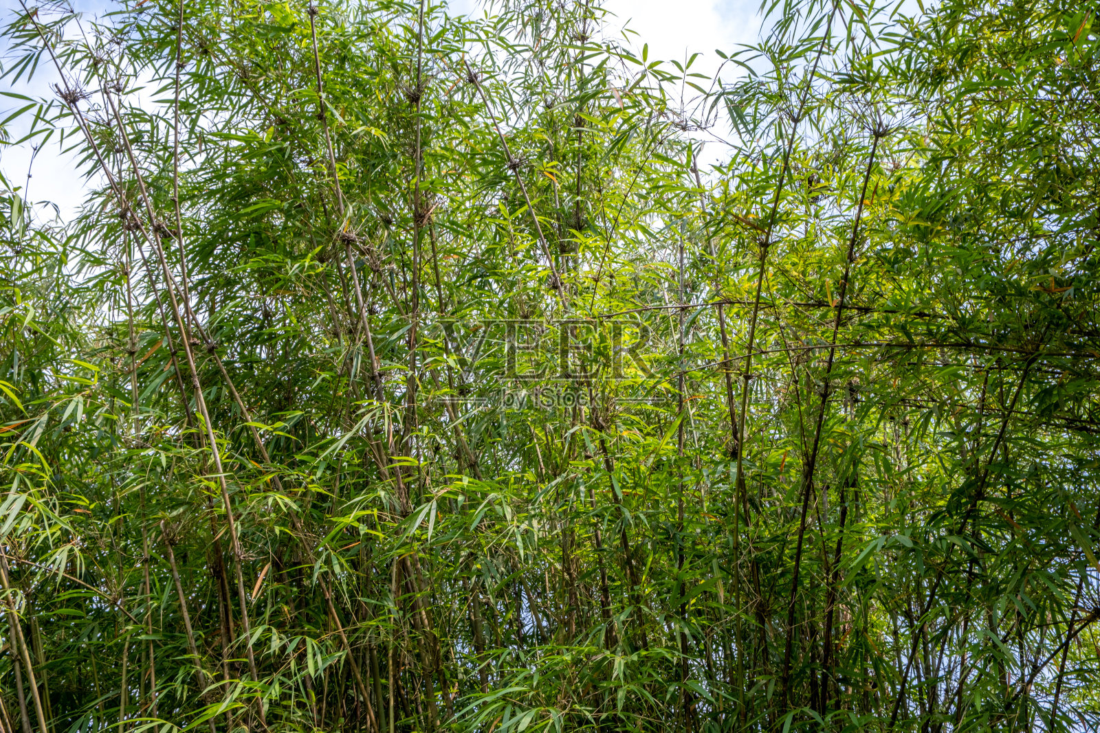 热带花园中的竹林照片摄影图片