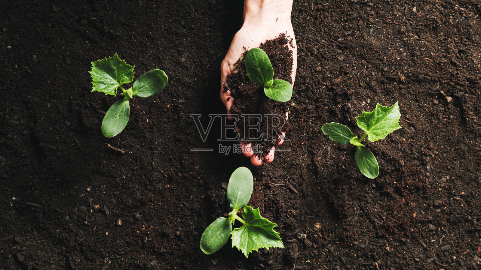 在花园里用手播种植物照片摄影图片