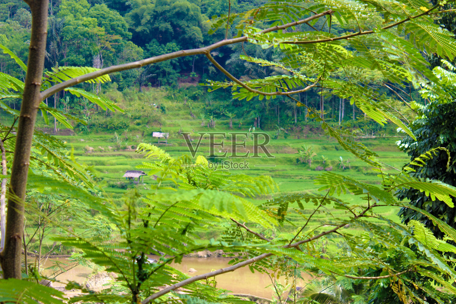 景观热带自然，绿油油的稻田和树木照片摄影图片