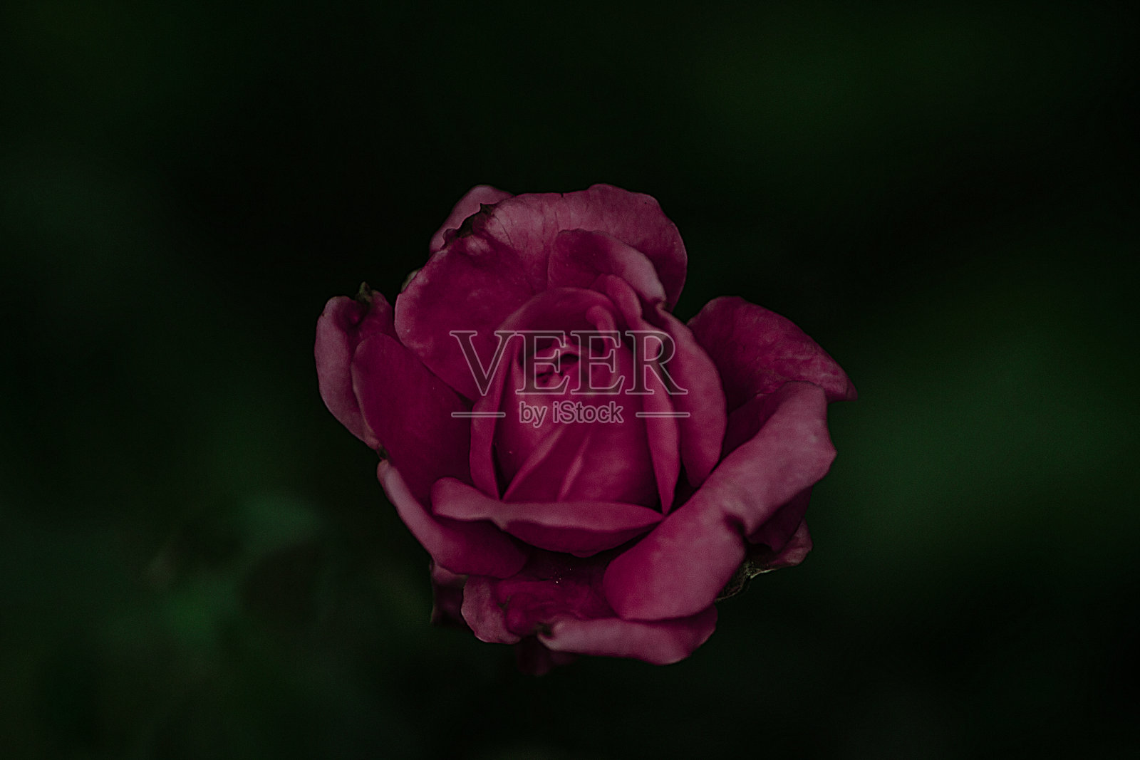 粉红色玫瑰顶部视图的特写-库存照片照片摄影图片