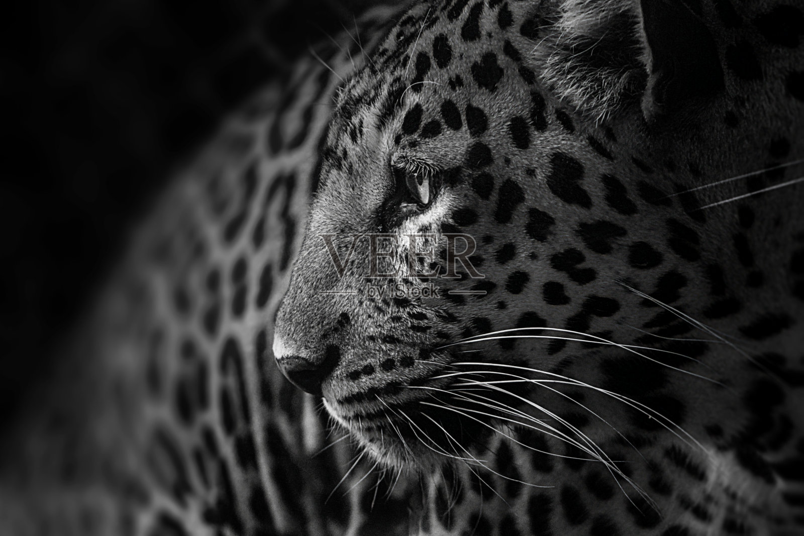 近距离拍摄的野猫豹看远离黑色和白色的股票照片照片摄影图片