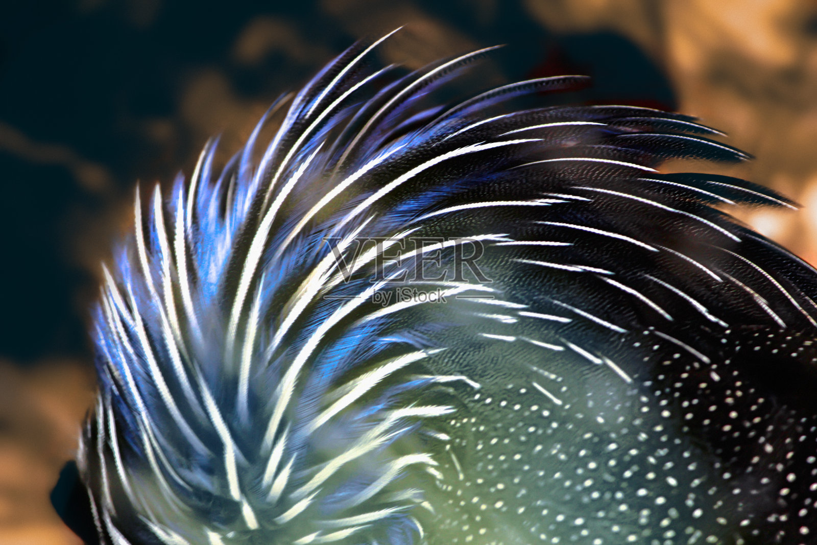 秃鹫珍珠鸡羽毛图案看到鸟的羽毛-库存照片照片摄影图片