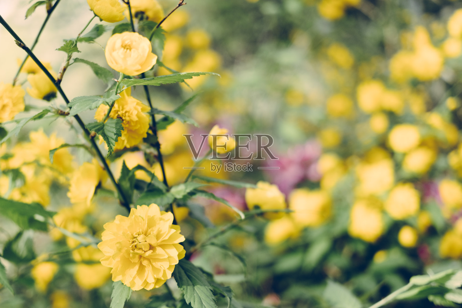 日本中国棣棠属照片摄影图片