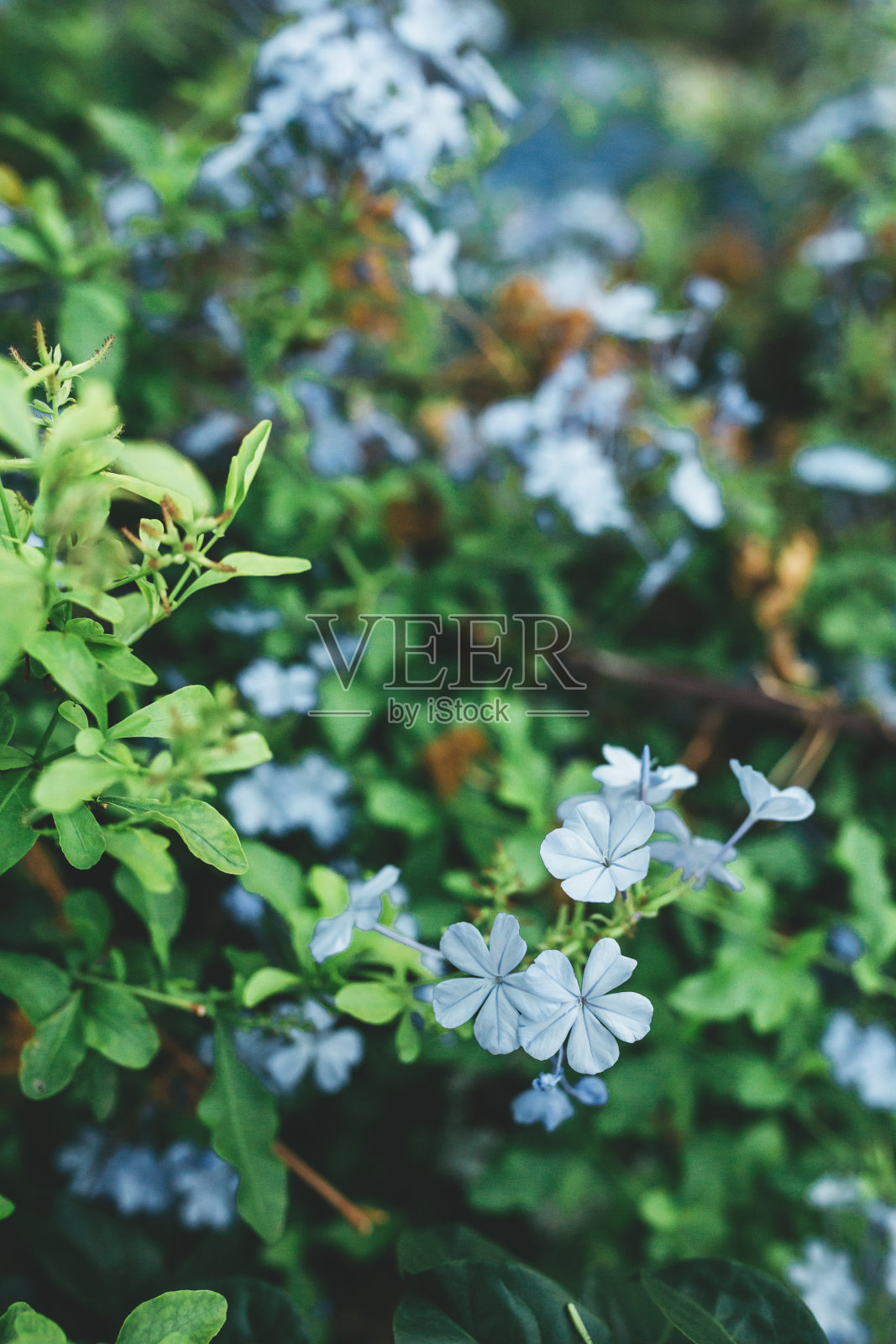 绿色背景上美丽的蓝色花朵照片摄影图片