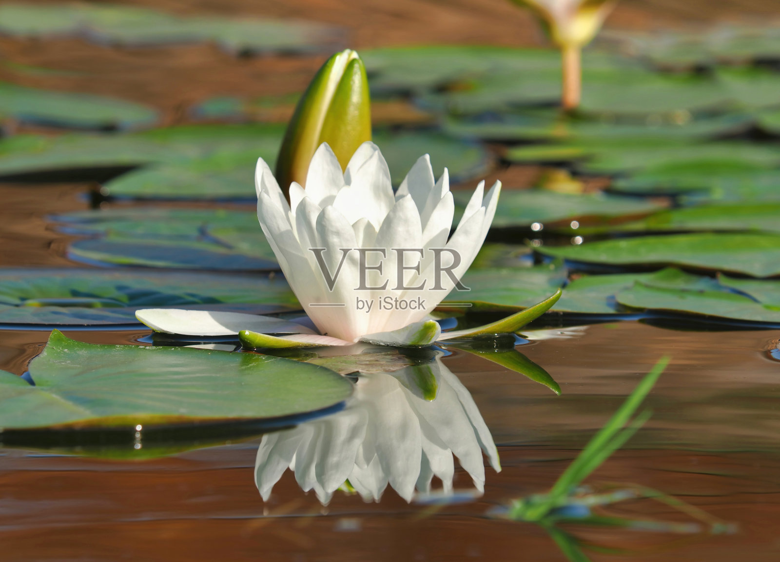 漂浮在池塘上的白色睡莲照片摄影图片