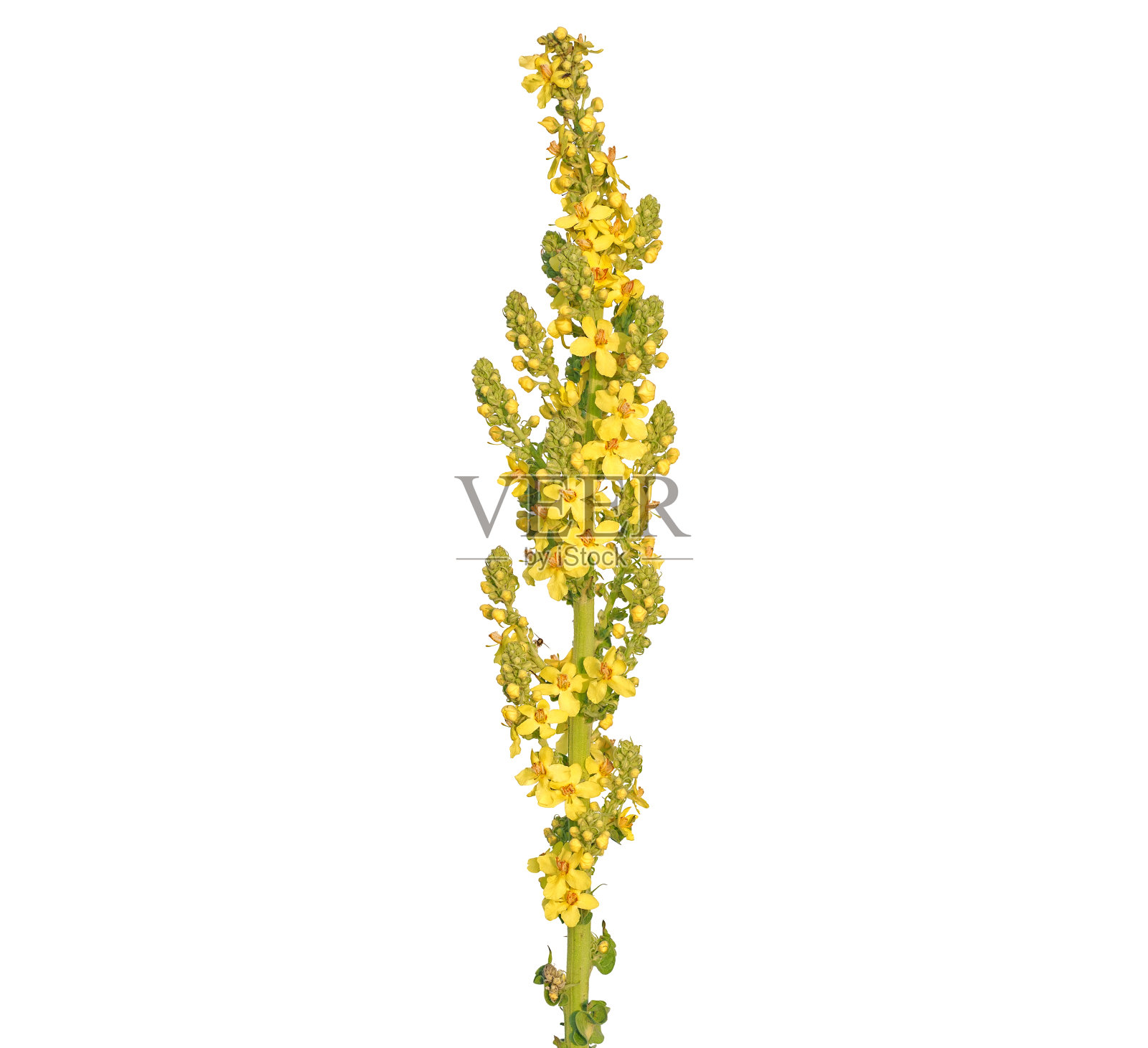 黄色的花艳丽的毛蕊花离生在白色上，花蕊花照片摄影图片